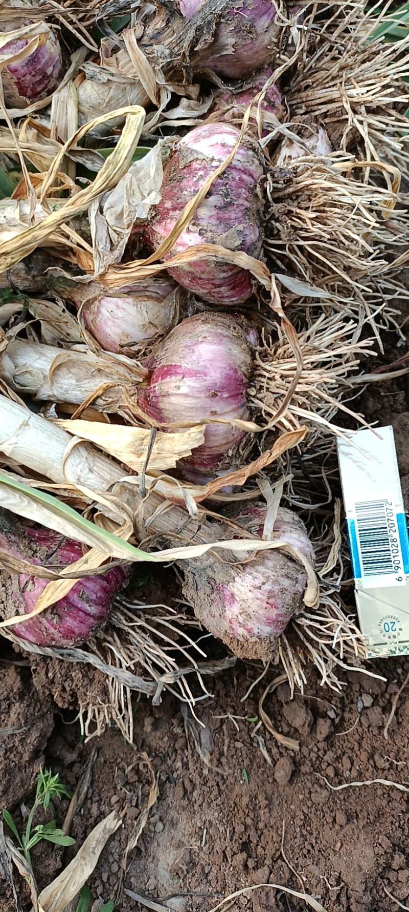 中牟红皮把蒜大蒜大量上市中诚信报价量大价优