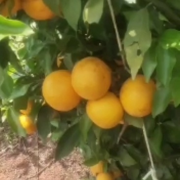 沃柑