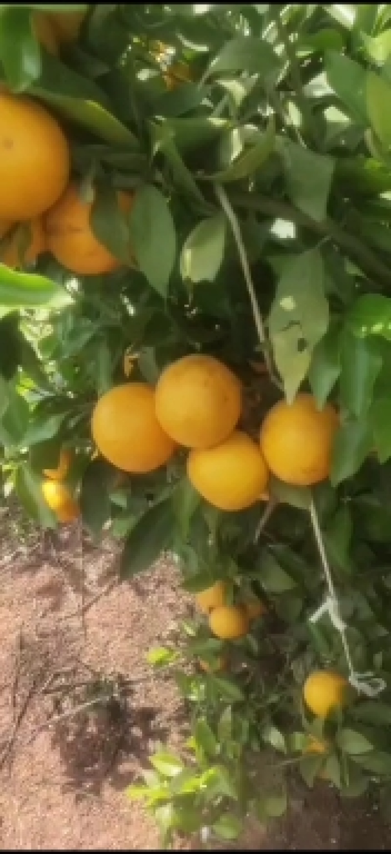 沃柑
