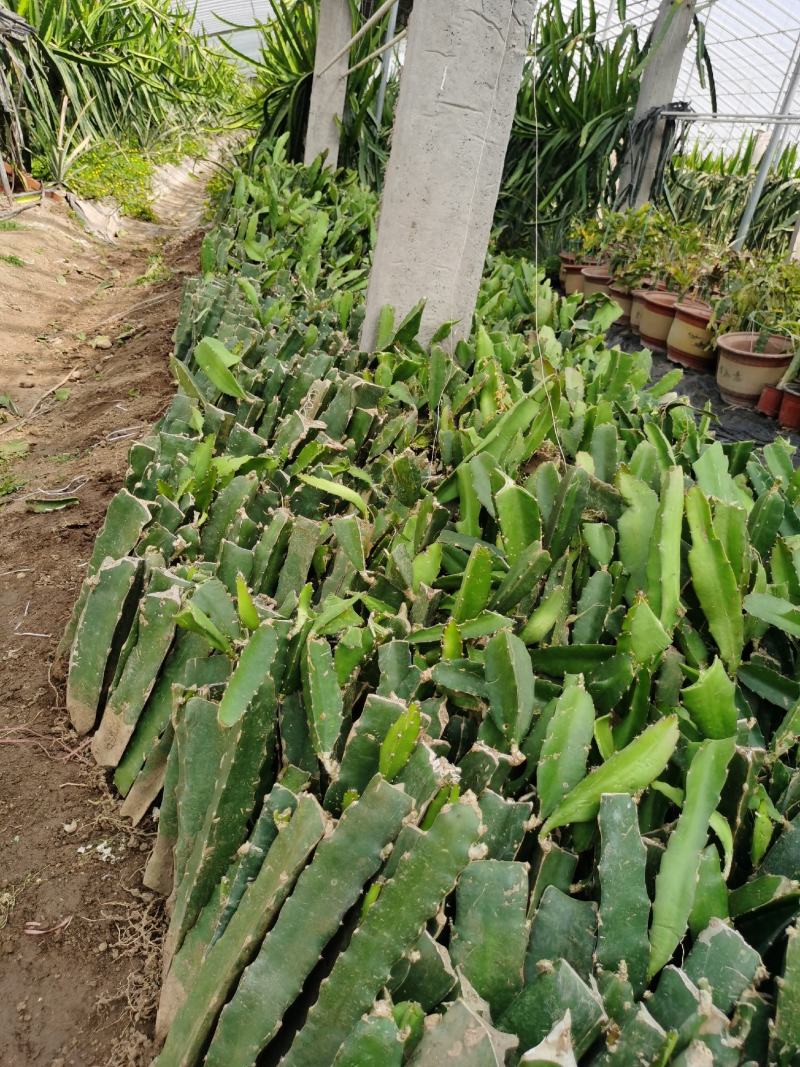 红心火龙果苗四季种植可食用盆栽南北阳台花卉电商一件代发