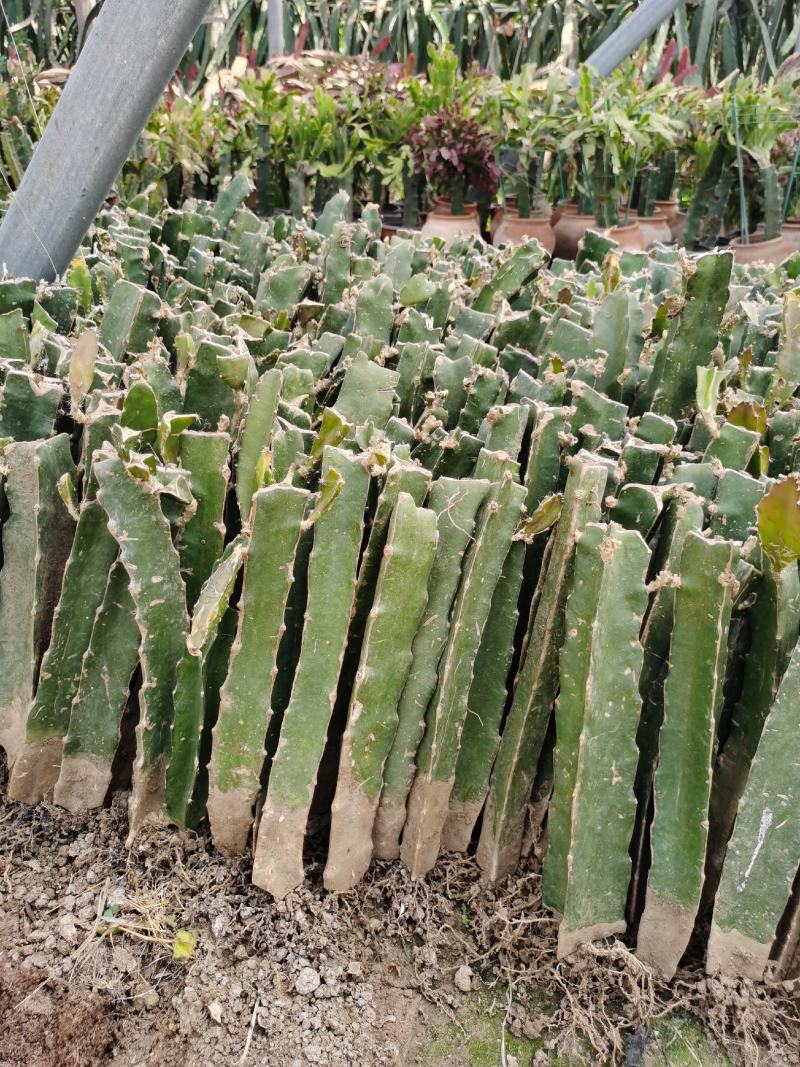 红心火龙果苗四季种植可食用盆栽南北阳台花卉电商一件代发