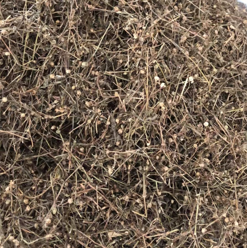 中药材白花蛇舌草蛇舌草龙舌草蛇针草白花十字草