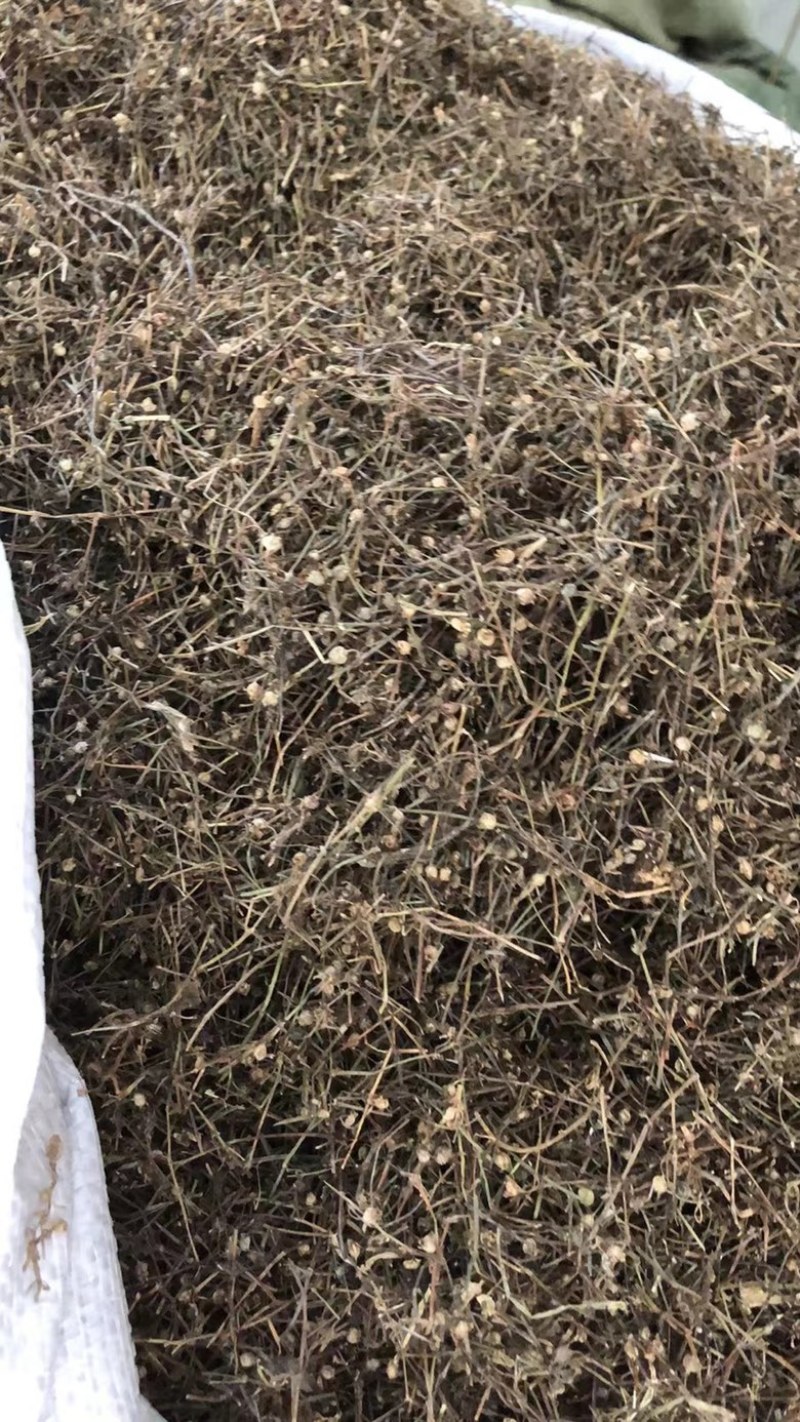 中药材白花蛇舌草蛇舌草龙舌草蛇针草白花十字草