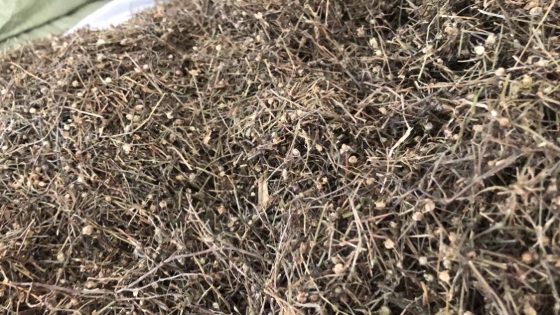 中药材白花蛇舌草蛇舌草龙舌草蛇针草白花十字草