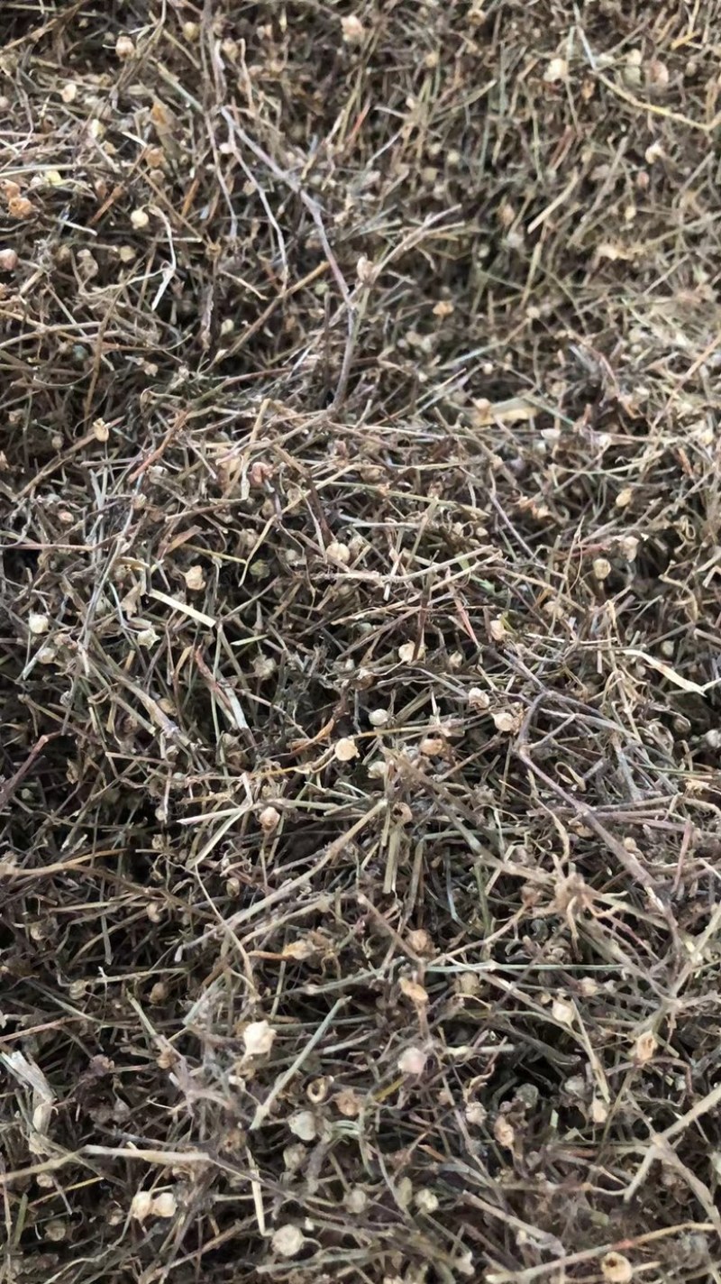 中药材白花蛇舌草蛇舌草龙舌草蛇针草白花十字草