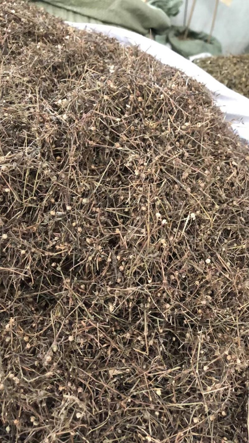 中药材白花蛇舌草蛇舌草龙舌草蛇针草白花十字草