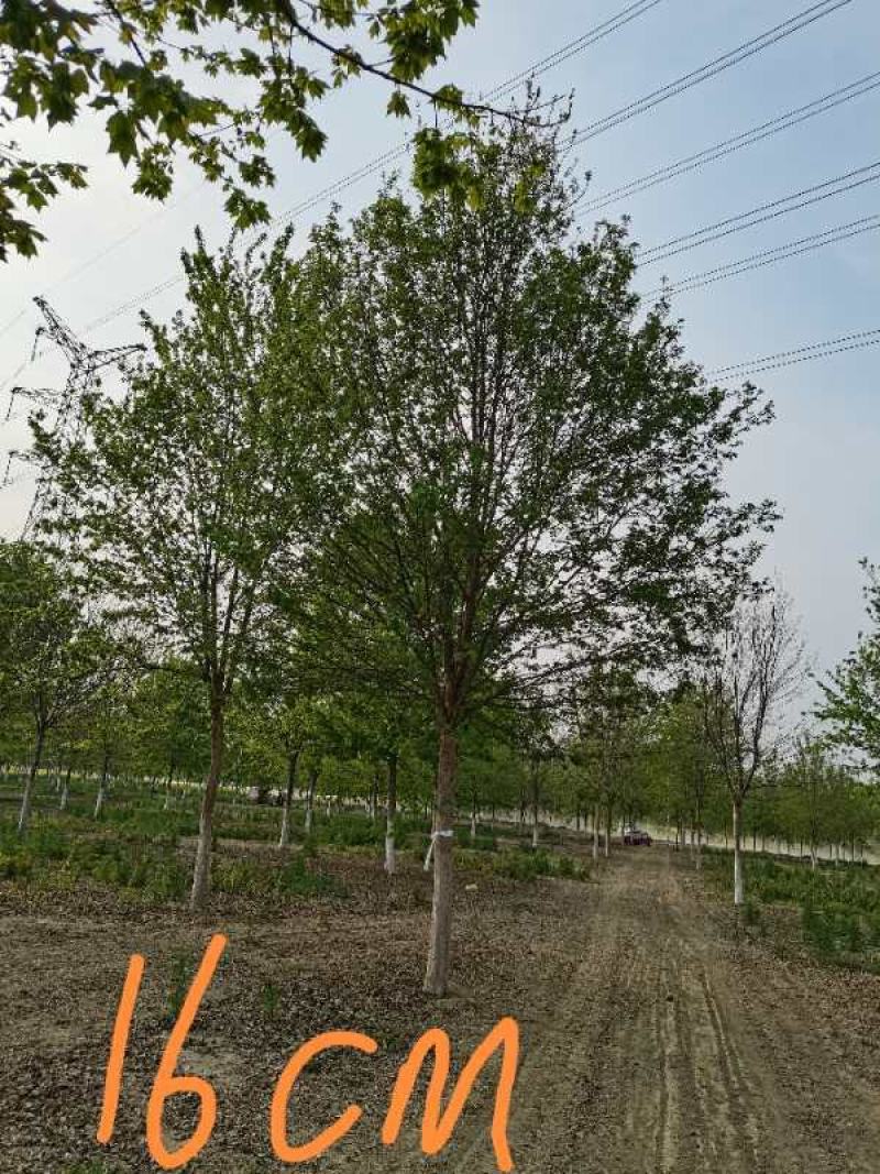 三角枫12-18公分精品树形，要提前预订