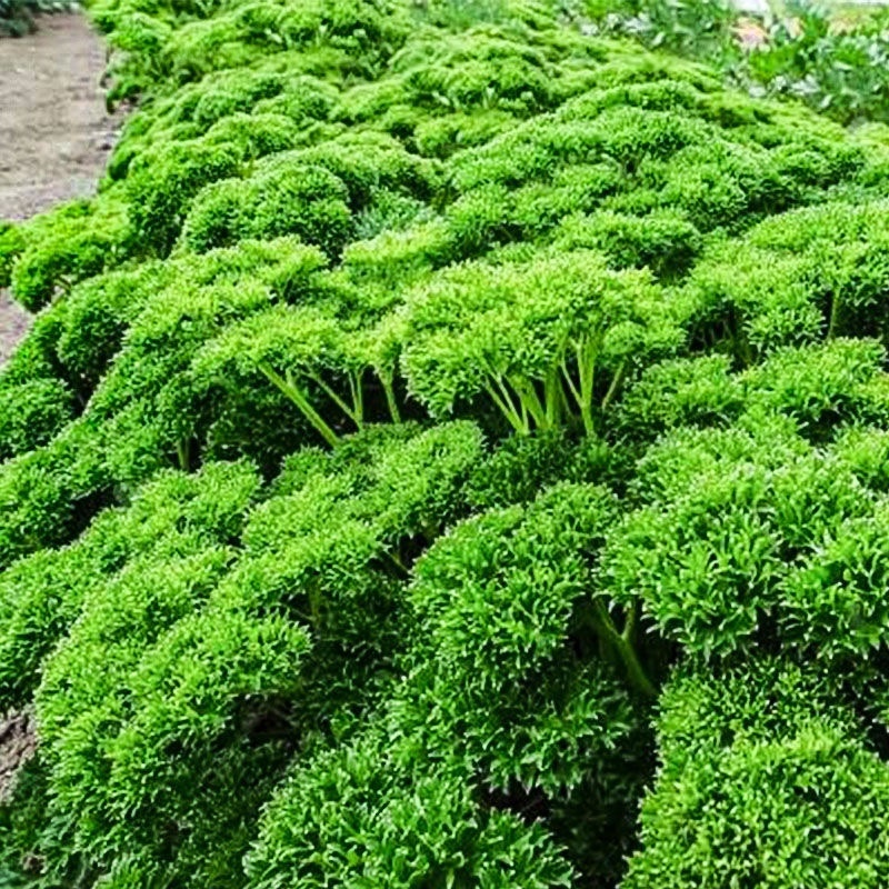 法香/荷兰芹正品保证可以视频验货原产地直供货源充足