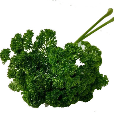法香/荷兰芹正品保证可以视频验货原产地直供货源充足