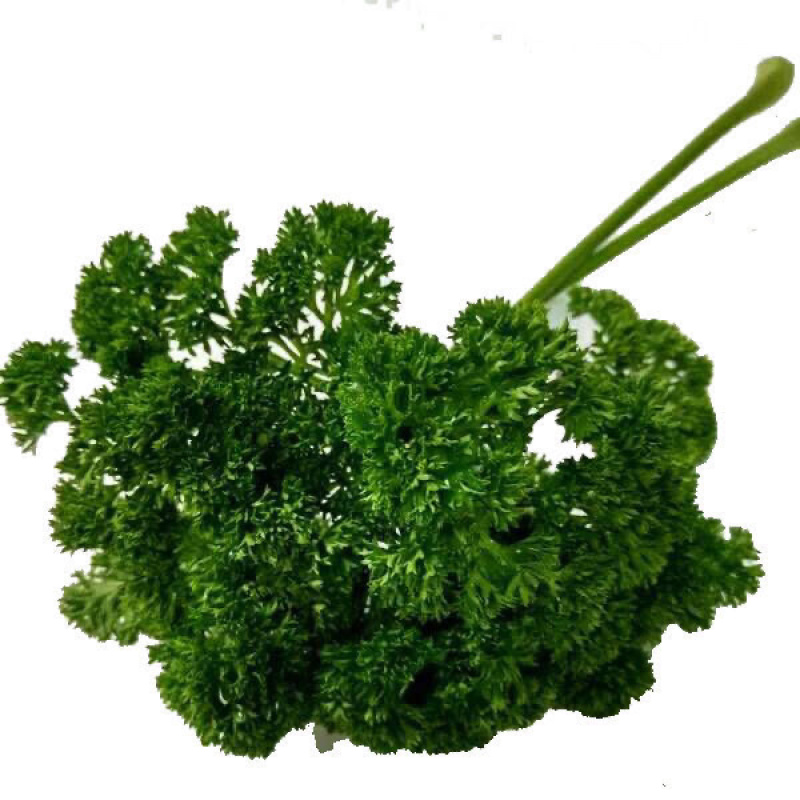 法香/荷兰芹正品保证可以视频验货原产地直供货源充足