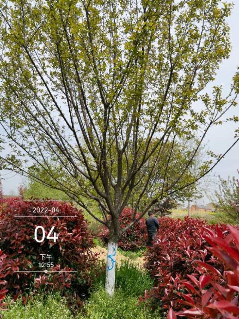 红梅12-15公分