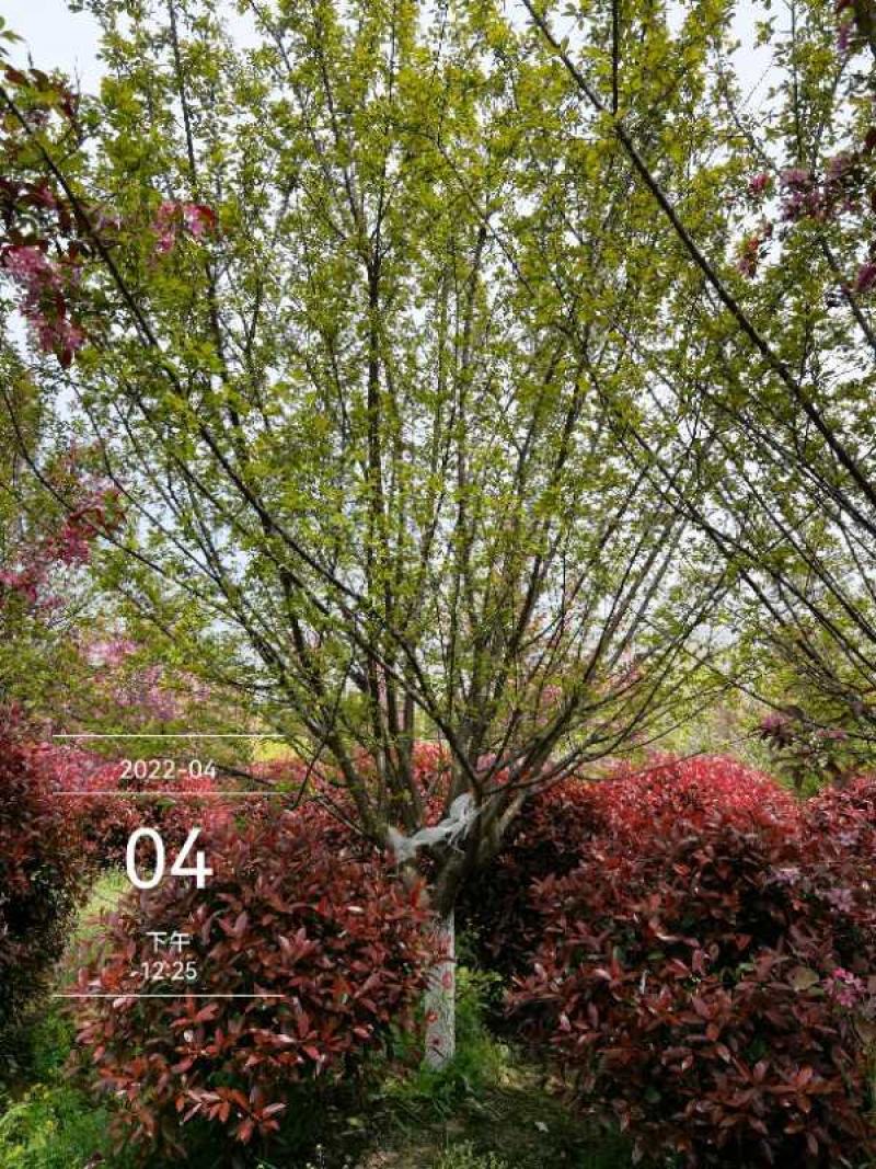 红梅12-15公分