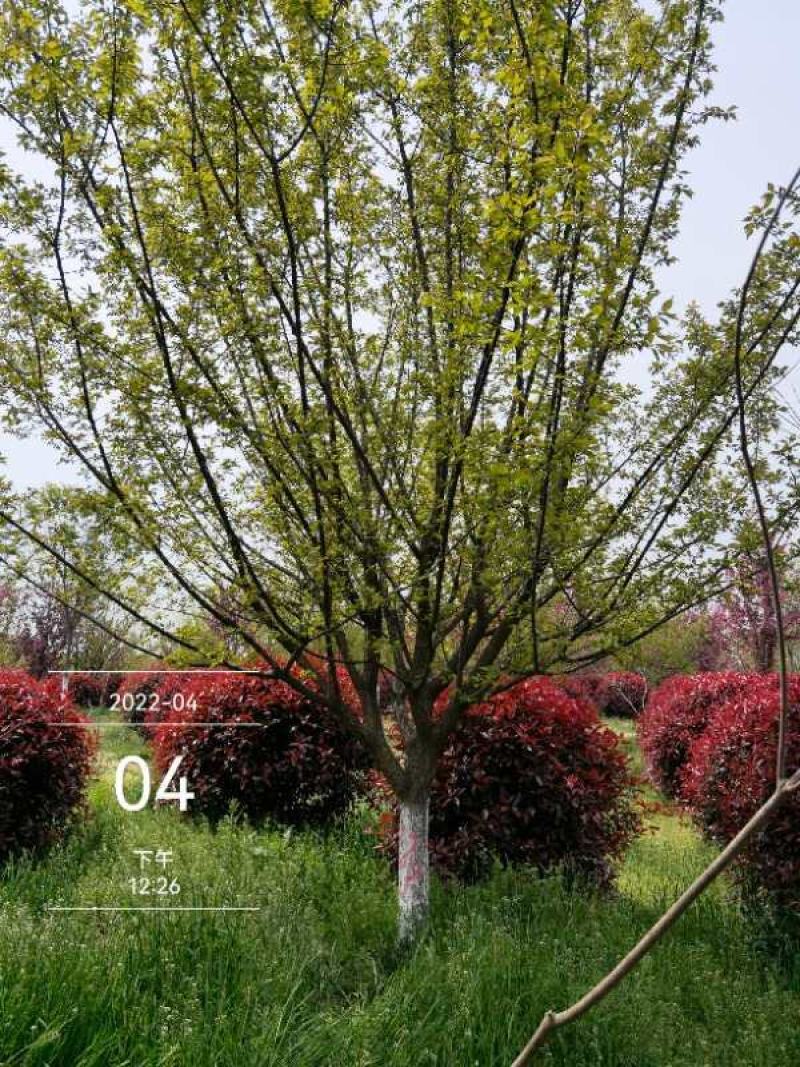 红梅12-15公分