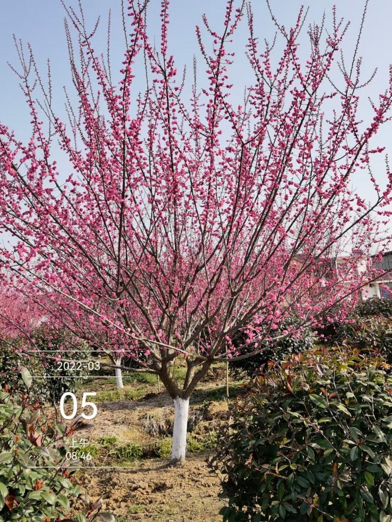 红梅12-15公分