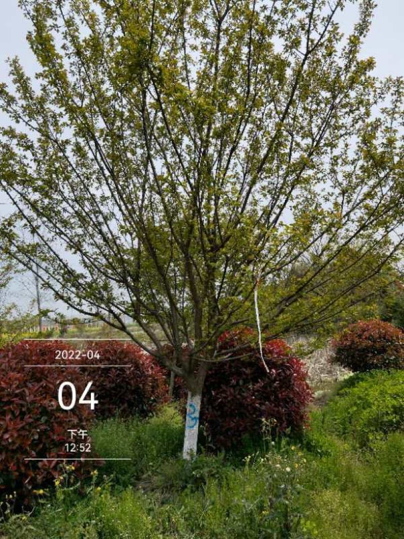 红梅12-15公分