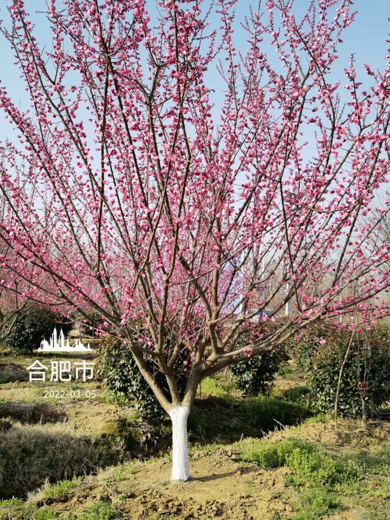 红梅12-15公分