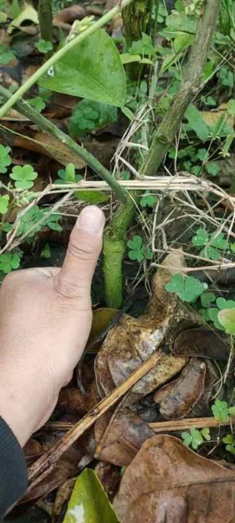 泰国红宝石青柚苗，水分足化渣，两年苗现在清地价处理