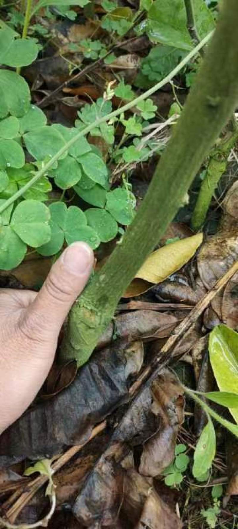 泰国红宝石青柚苗，水分足化渣，两年苗现在清地价处理