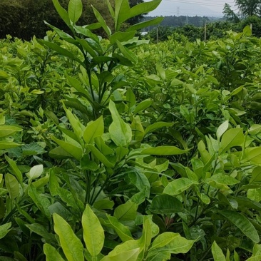 泰国红宝石青柚苗，水分足化渣，两年苗现在清地价处理