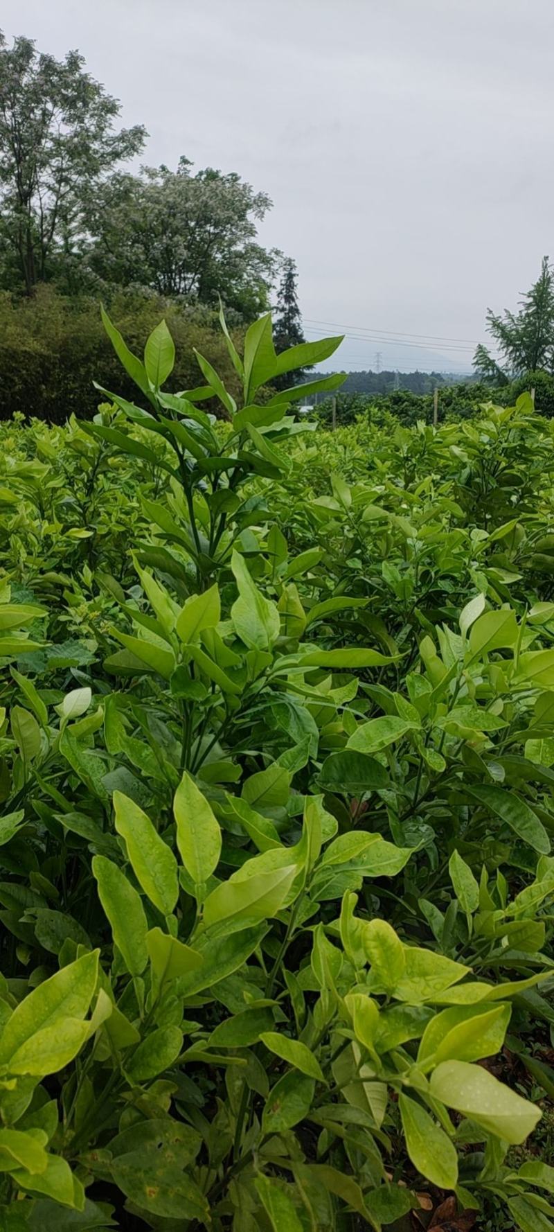 泰国红宝石青柚苗，水分足化渣，两年苗现在清地价处理