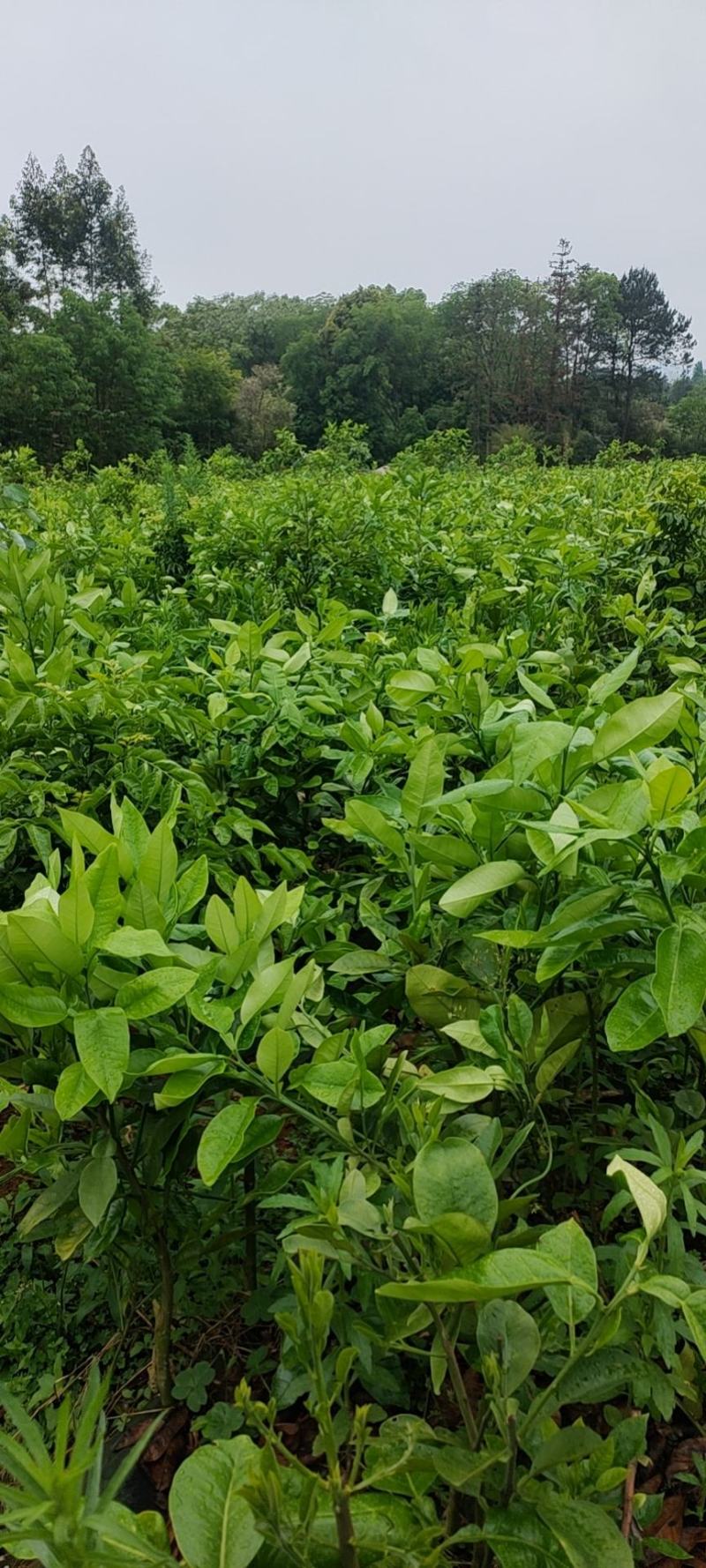 泰国红宝石青柚苗，水分足化渣，两年苗现在清地价处理