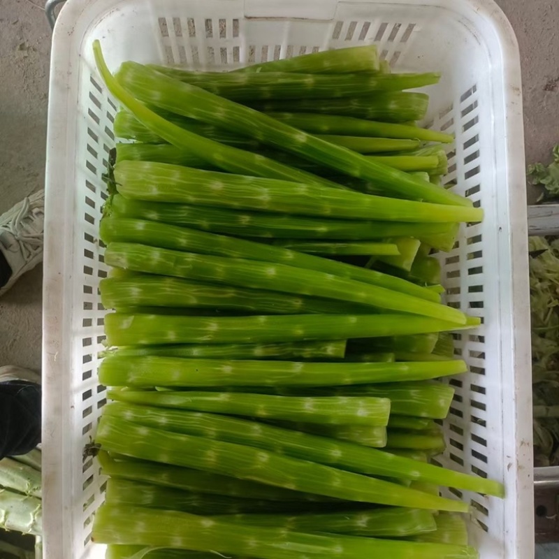 莴笋大量供应产地批发货源充足代发全国