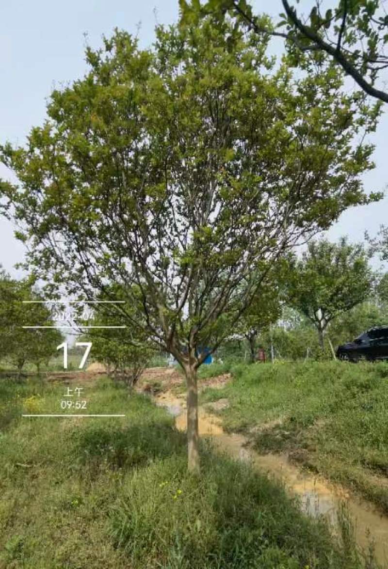 老紫薇川红，13公分精品树型，，，