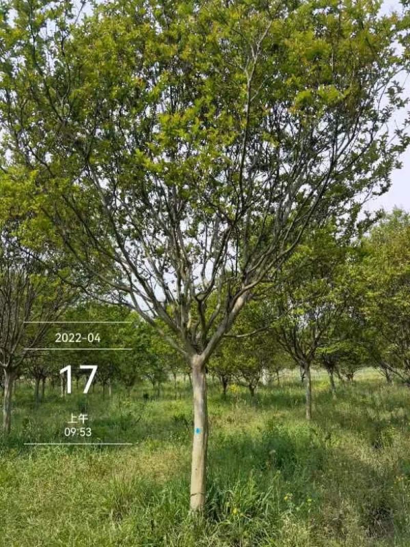 老紫薇川红，13公分精品树型，，，