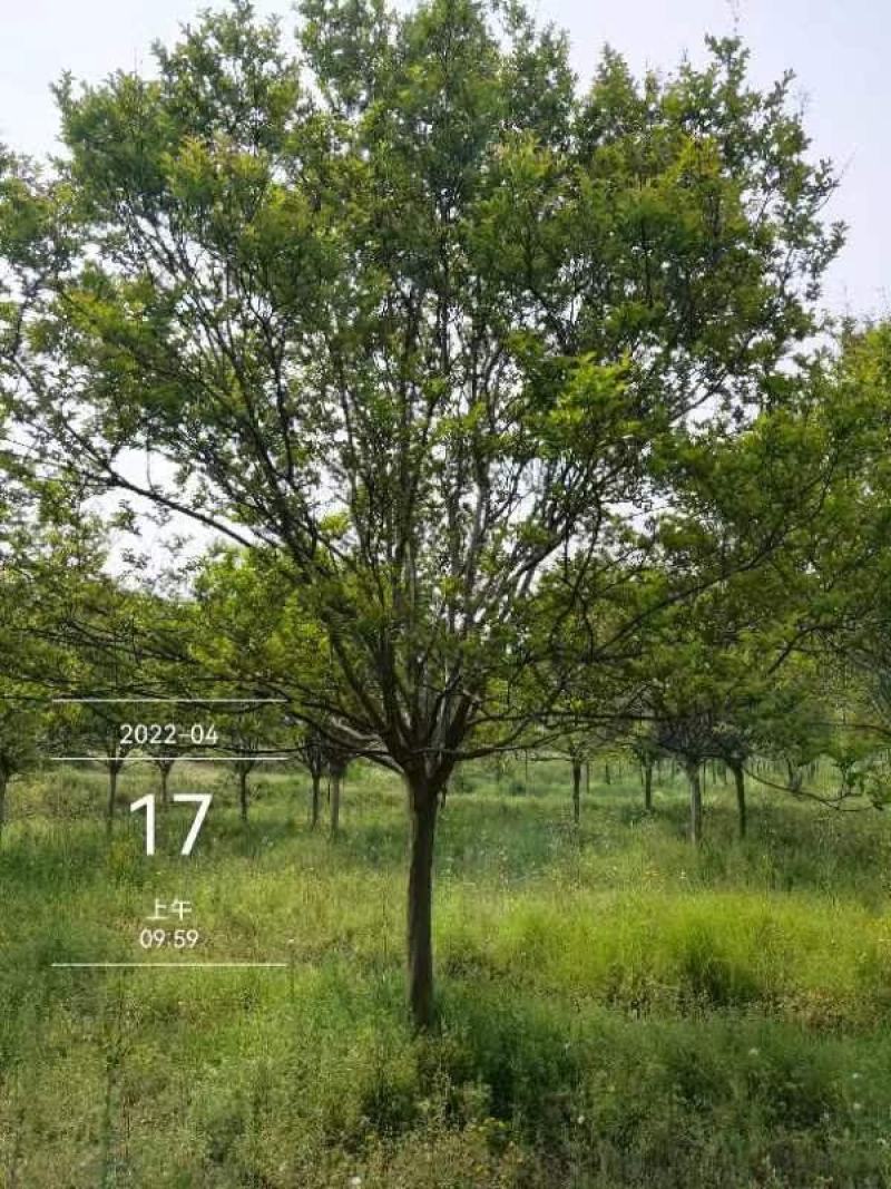 老紫薇川红，13公分精品树型，，，