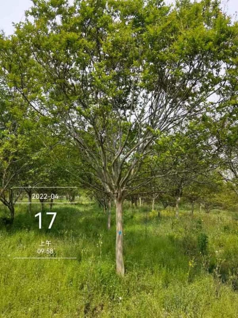 老紫薇川红，13公分精品树型，，，