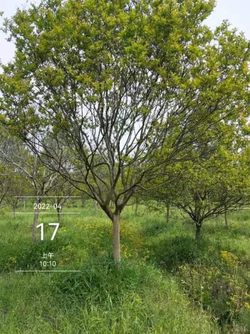 老紫薇川红，13公分精品树型，，，