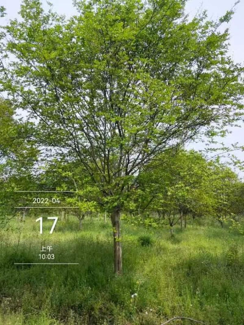老紫薇川红，13公分精品树型，，，