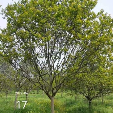 老紫薇川红，13公分精品树型，，，