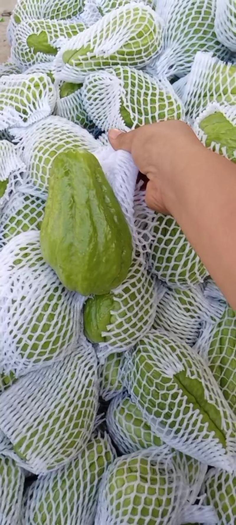 佛手瓜捧瓜洋瓜，高山种植，绿色蔬菜，新鲜现货大量走货