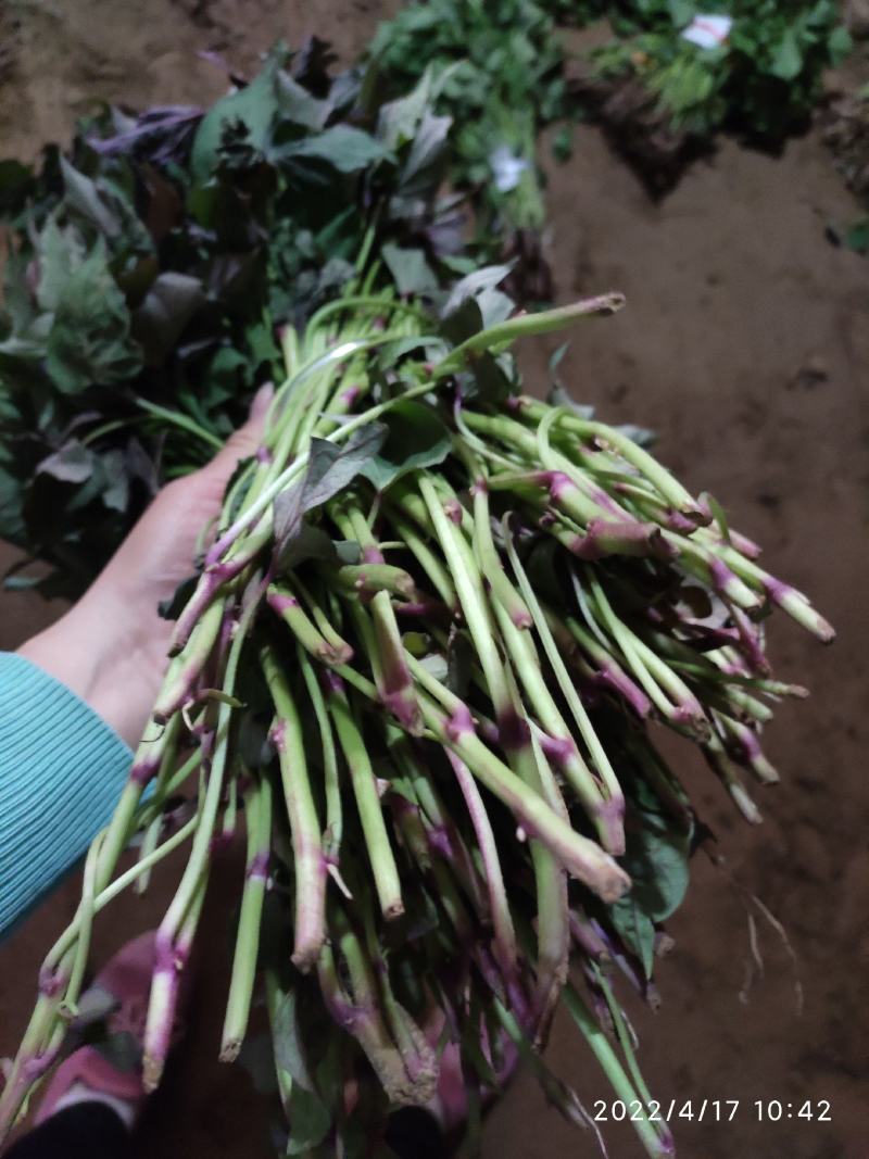 白哈密红薯苗、白哈密地瓜苗、白蜜薯苗、白哈密大田苗
