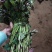 白哈密红薯苗、白哈密地瓜苗、白蜜薯苗、白哈密大田苗