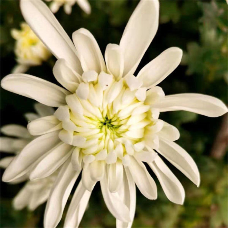 鲜花基地现采现发黄菊白菊新鲜花苞大叶幽香白扇花束插花