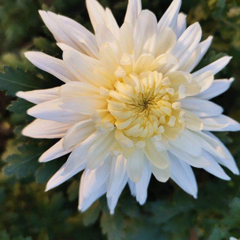 鲜花基地现采现发黄菊白菊新鲜花苞大叶幽香白扇花束插花