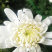 鲜花基地现采现发黄菊白菊新鲜花苞大叶幽香白扇花束插花