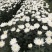 鲜花基地现采现发黄菊白菊新鲜花苞大叶幽香白扇花束插花
