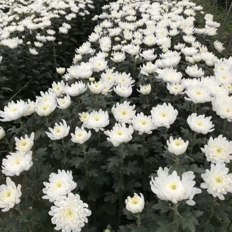鲜花基地现采现发黄菊白菊新鲜花苞大叶幽香白扇花束插花