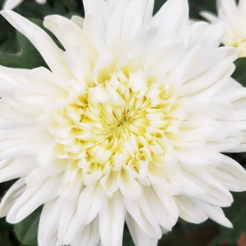 鲜花基地现采现发黄菊白菊新鲜花苞大叶幽香白扇花束插花