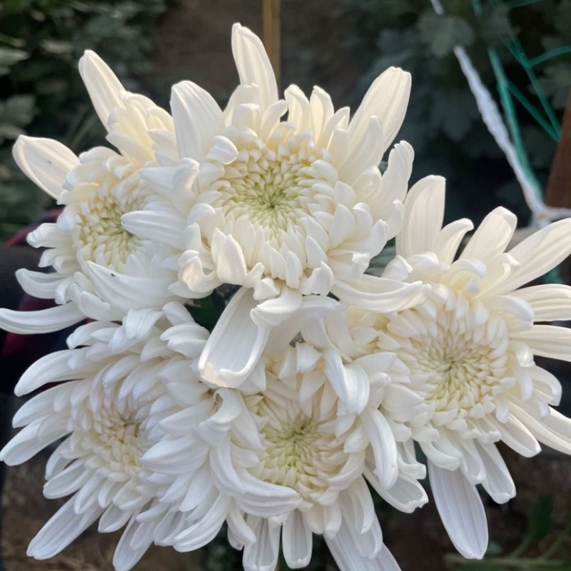 鲜花基地现采现发黄菊白菊新鲜花苞大叶幽香白扇花束插花