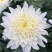 鲜花基地现采现发黄菊白菊新鲜花苞大叶幽香白扇花束插花