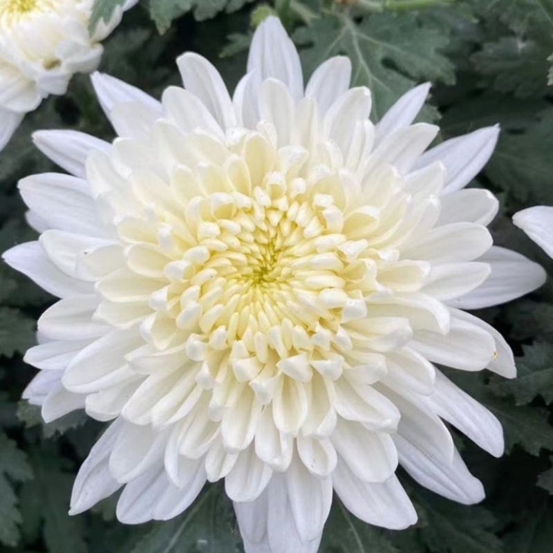 鲜花基地现采现发黄菊白菊新鲜花苞大叶幽香白扇花束插花