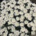 鲜花基地现采现发黄菊白菊新鲜花苞大叶幽香白扇花束插花