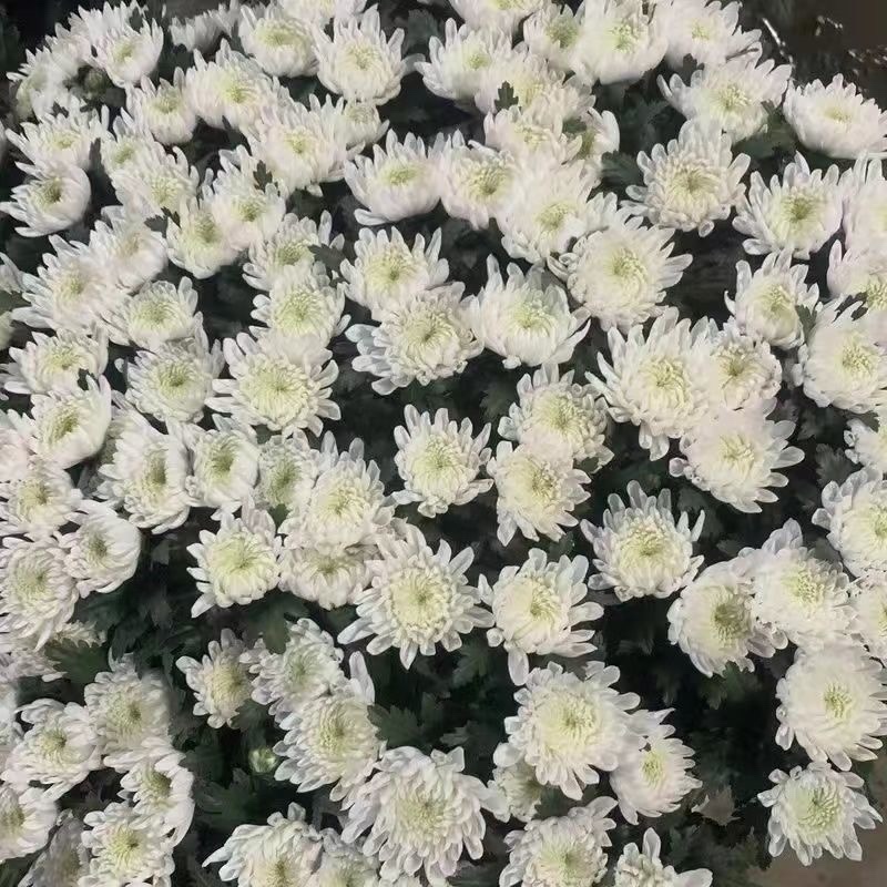 鲜花基地现采现发黄菊白菊新鲜花苞大叶幽香白扇花束插花