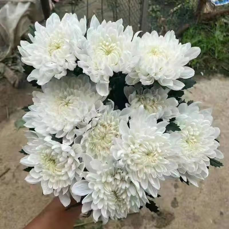 鲜花基地现采现发黄菊白菊新鲜花苞大叶幽香白扇花束插花