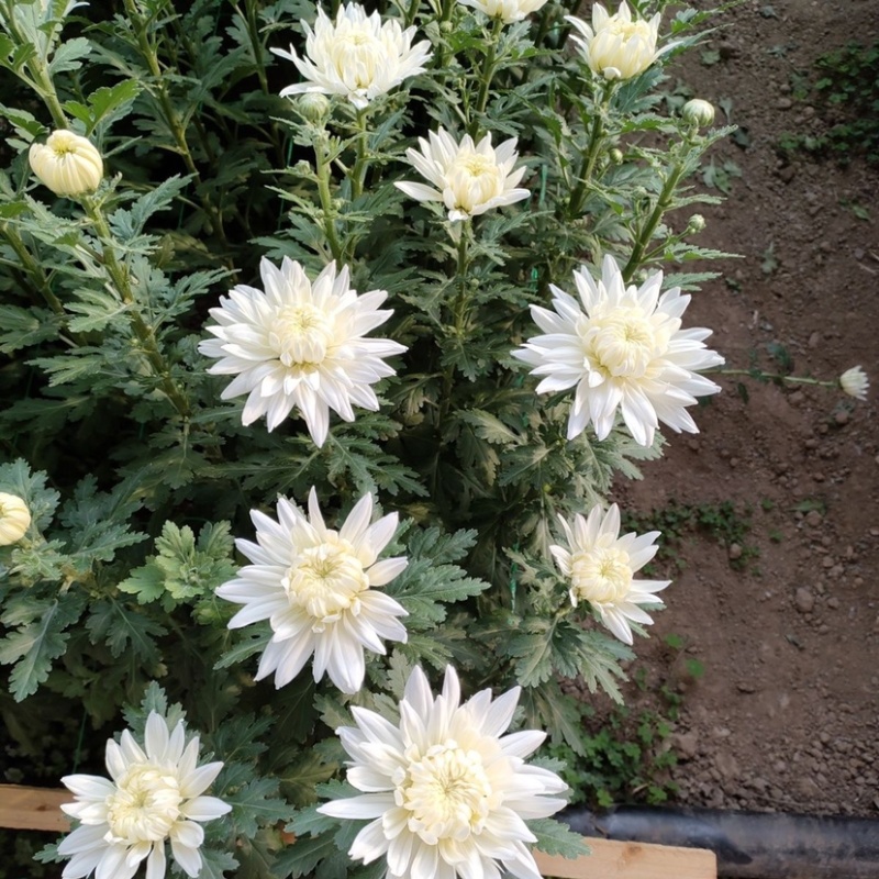鲜花基地现采现发黄菊白菊新鲜花苞大叶幽香白扇花束插花