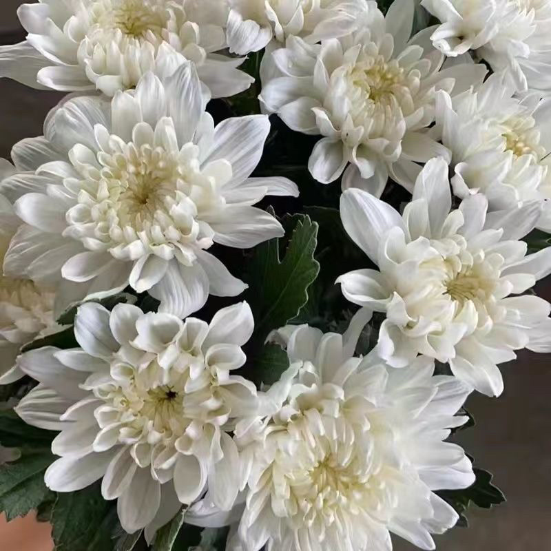 鲜花基地现采现发黄菊白菊新鲜花苞大叶幽香白扇花束插花